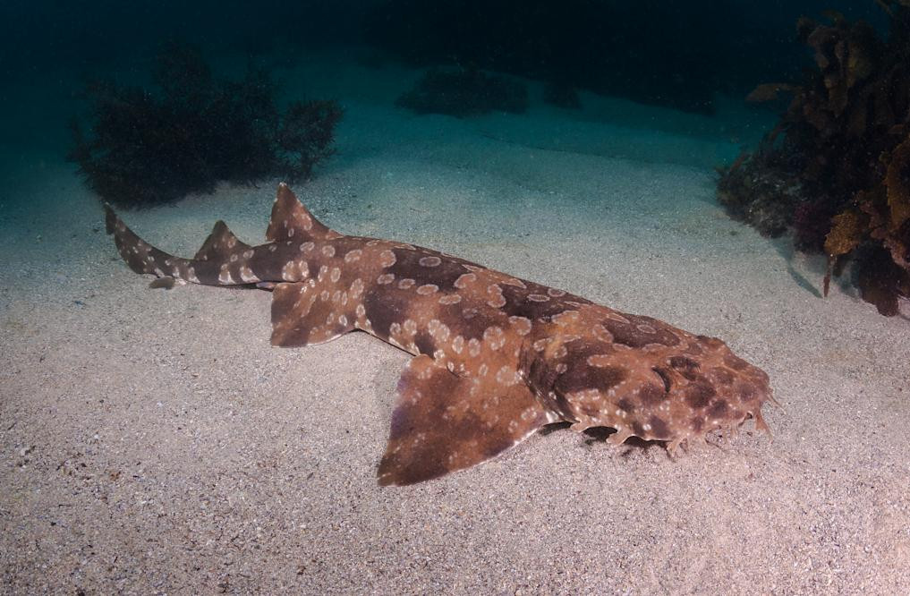 Các thợ lặn đã điều tra tình hình trước khi cẩn thận loại bỏ phần nhựa chiếc vòng đĩa ném thể thao trên cổ con cá mập.