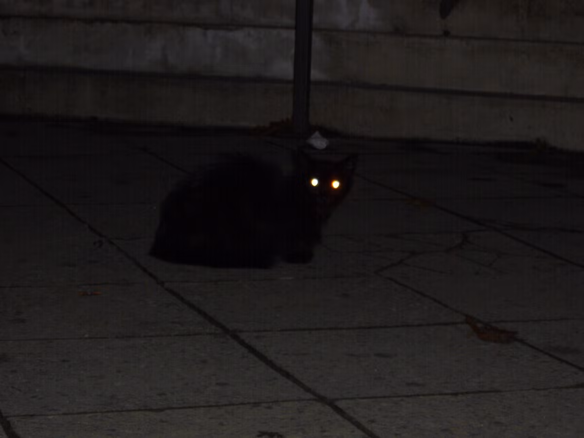 Những loài có đôi mắt phát sáng đã tiến hóa để nhìn rõ hơn trong ánh sáng yếu vì chúng kiếm ăn, hoặc cần quan sát những kẻ săn mồi suốt đêm hoặc chúng săn mồi phần lớn vào lúc bình minh và hoàng hôn.