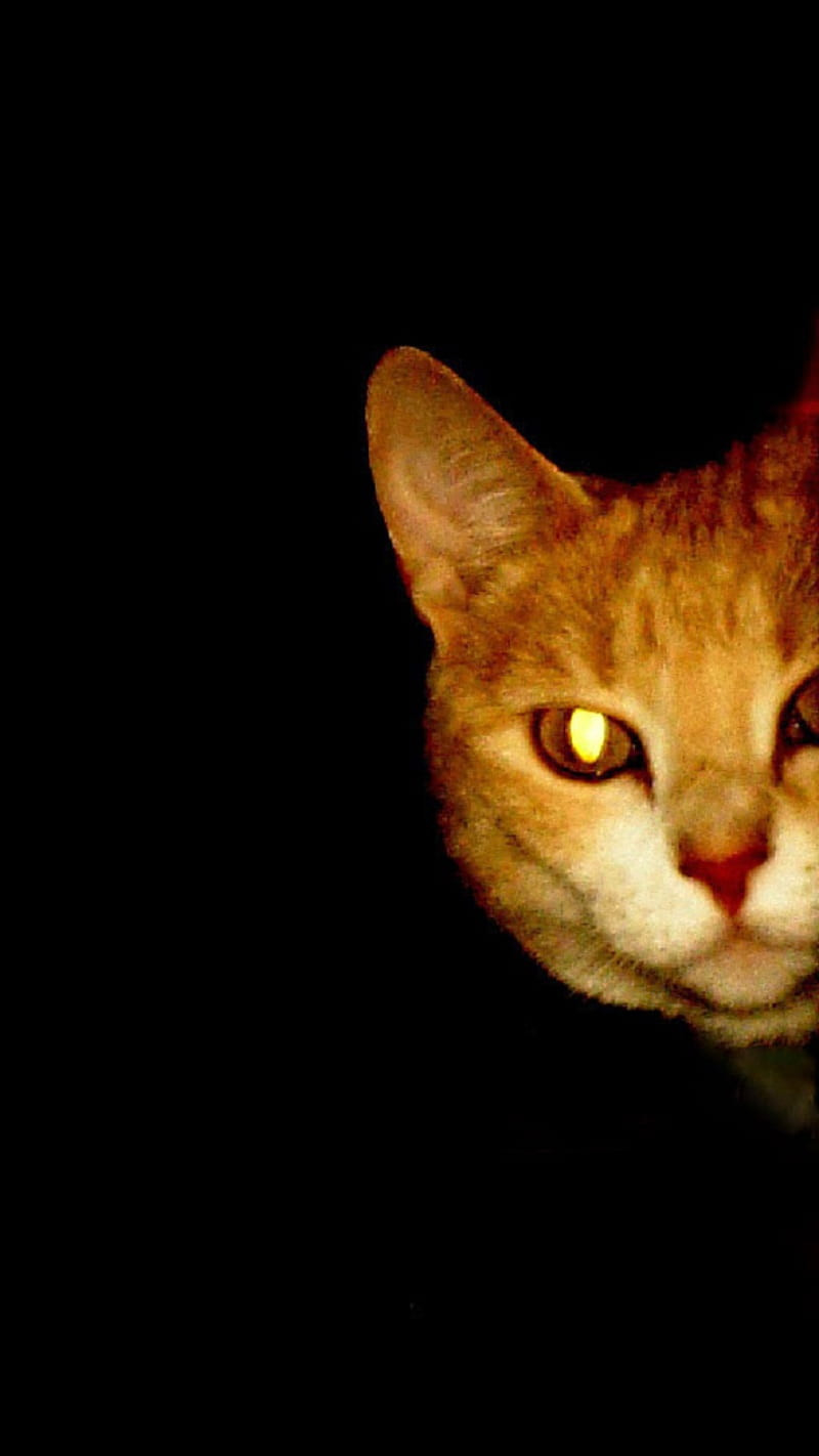 Ngoài việc có đồng tử lớn, mèo còn có thứ mà mọi người không có. Đó chính là tapetum lucidum, một thuật ngữ y học tiếng Latinh có nghĩa là tấm thảm sáng.