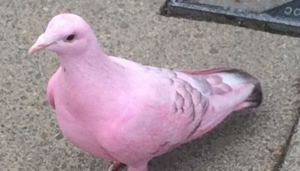 'Không phải là chưa từng có chuyện những con chim bồ câu trắng được chủ nhân của chúng nhuộm lông để sử dụng trong các buổi biểu diễn ảo thuật hoặc đám cưới, nơi chúng sẽ được thả, sau đó được nhốt lại. Tuy nhiên, đây là lần đầu tiên tôi thấy con vật như vậy thoát ra ngoài công cộng”, một phát ngôn viên của British Trust for Ornithology nhận định.