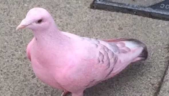 'Không phải là chưa từng có chuyện những con chim bồ câu trắng được chủ nhân của chúng nhuộm lông để sử dụng trong các buổi biểu diễn ảo thuật hoặc đám cưới, nơi chúng sẽ được thả, sau đó được nhốt lại. Tuy nhiên, đây là lần đầu tiên tôi thấy con vật như vậy thoát ra ngoài công cộng”, một phát ngôn viên của British Trust for Ornithology nhận định.