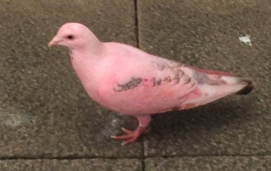 Người dân địa phương đã gọi con bồ câu màu “áo hồng” này là Penelope, theo tên nhân vật Thunderbirds được biết đến với chiếc xe và có bộ quần áo sáng màu. Nhưng những người khác muốn gọi nó là Barbie, nói rằng con chim là bóng hồng hoàn hảo.