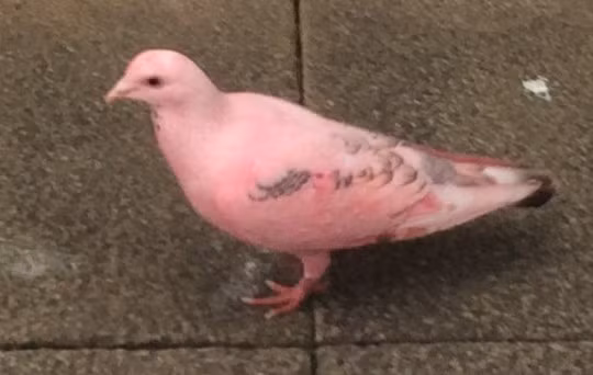 Người dân địa phương đã gọi con bồ câu màu “áo hồng” này là Penelope, theo tên nhân vật Thunderbirds được biết đến với chiếc xe và có bộ quần áo sáng màu. Nhưng những người khác muốn gọi nó là Barbie, nói rằng con chim là bóng hồng hoàn hảo.