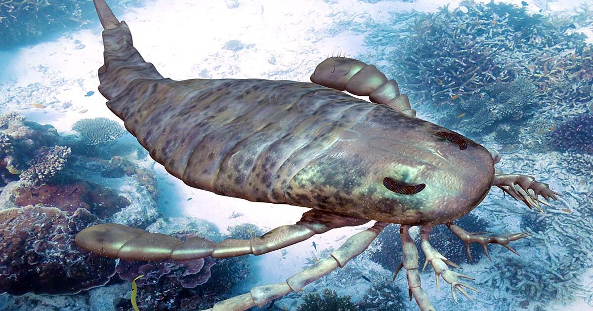 Hoá thạch bọ cạp biển trẻ nhất được tìm thấy trong trầm tích núi lửa được bảo quản trong than đá.