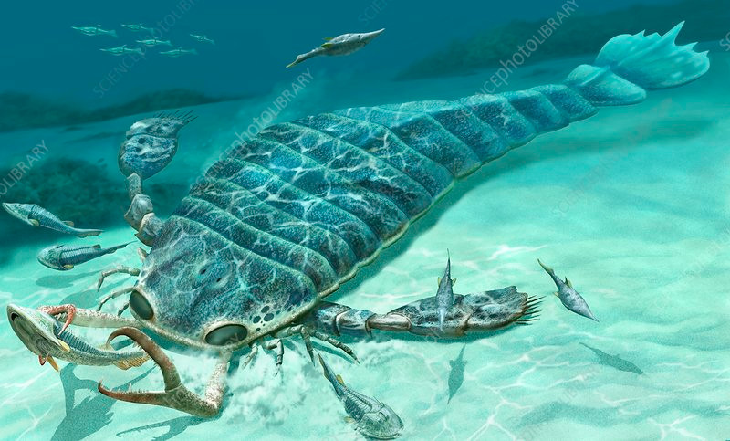 Mẫu hóa thạch này trẻ hơn ít nhất 11 triệu so với bất kỳ hóa thạch loài Eurypterida nào đã từng được biết trước đây.