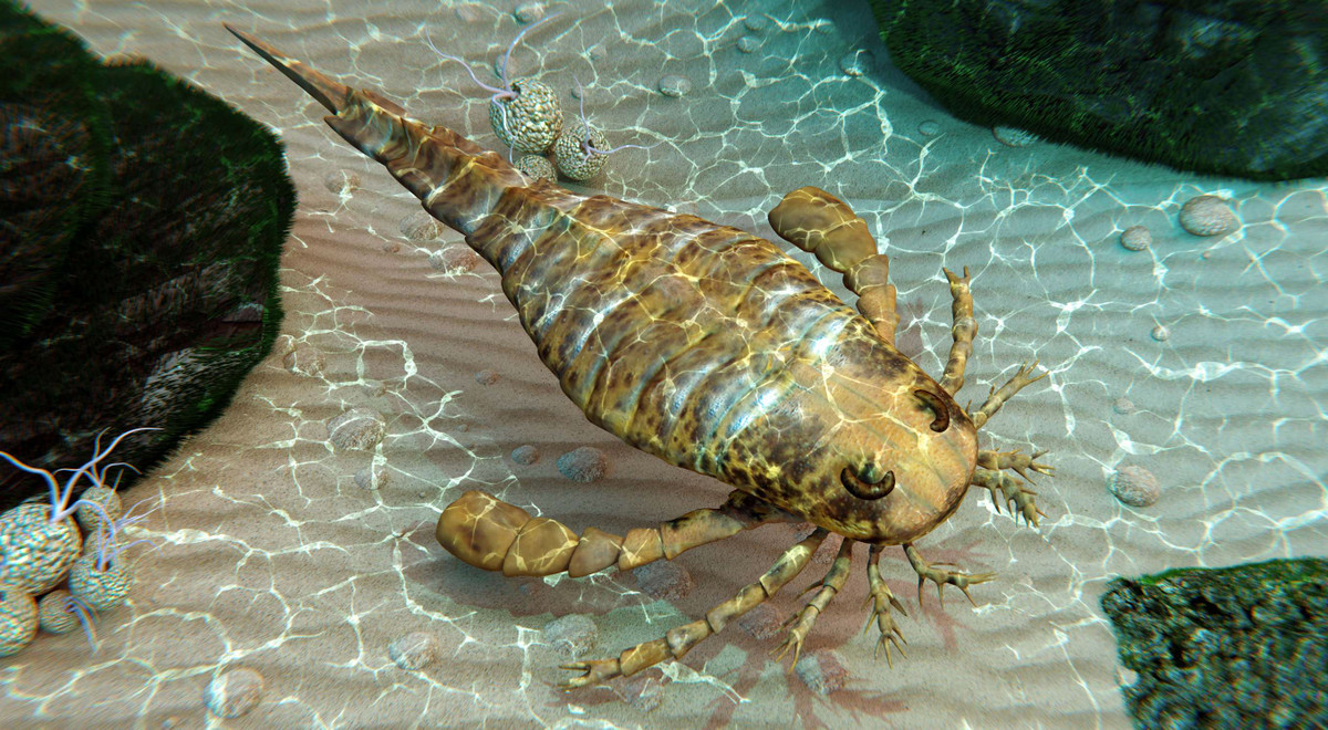 Woodwardopterus freemanorum từng sống ở khu vực ngày nay là Australia cách đây khoảng 252 triệu năm trước.