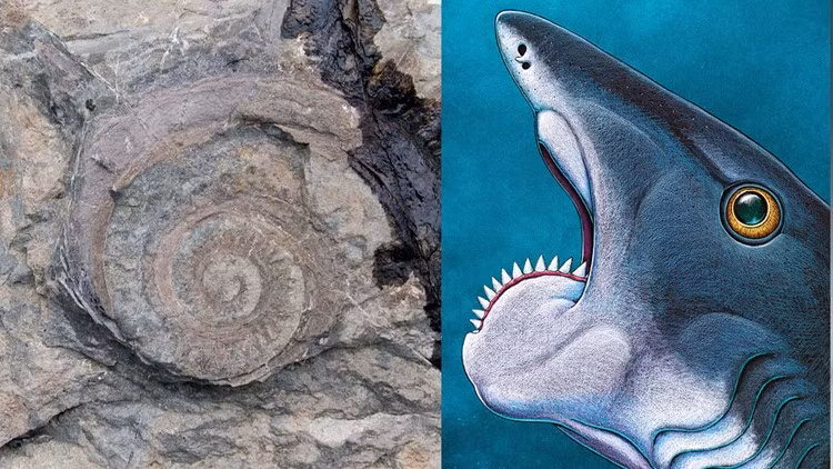 Trong phát hiện hóa thạch mới, các nhà nghiên cứu và thợ săn hóa thạch nghiệp dư Mỹ đã phát hiện ra một bộ hóa thạch đốt sống cổ của loài cá mập cổ đại hiện đã tuyệt chủng.