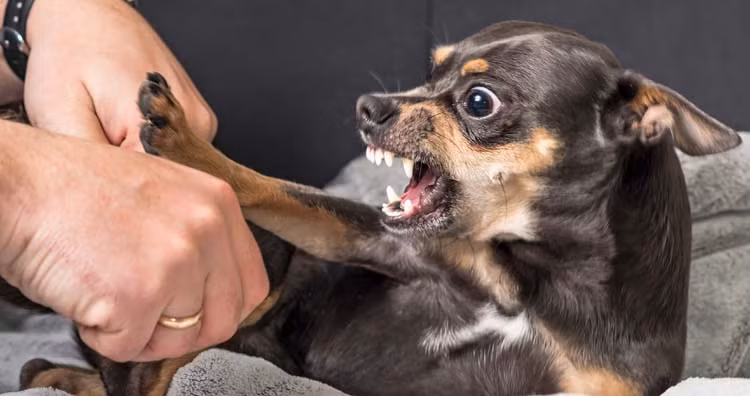 Top ly do dien ro nhat khien may bay phai ha canh khan cap