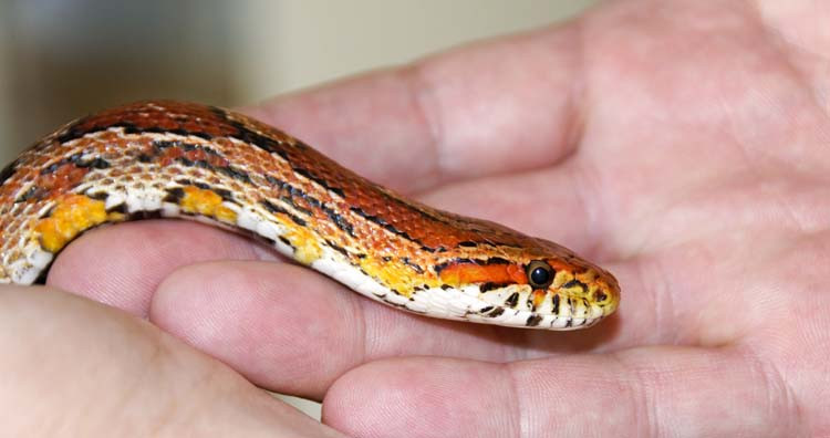 Top lý do điên rồ nhất khiến máy bay phải hạ cánh khẩn cấp - Hình 3 Top ly do dien ro nhat khien may bay phai ha canh khan cap-Hinh-3