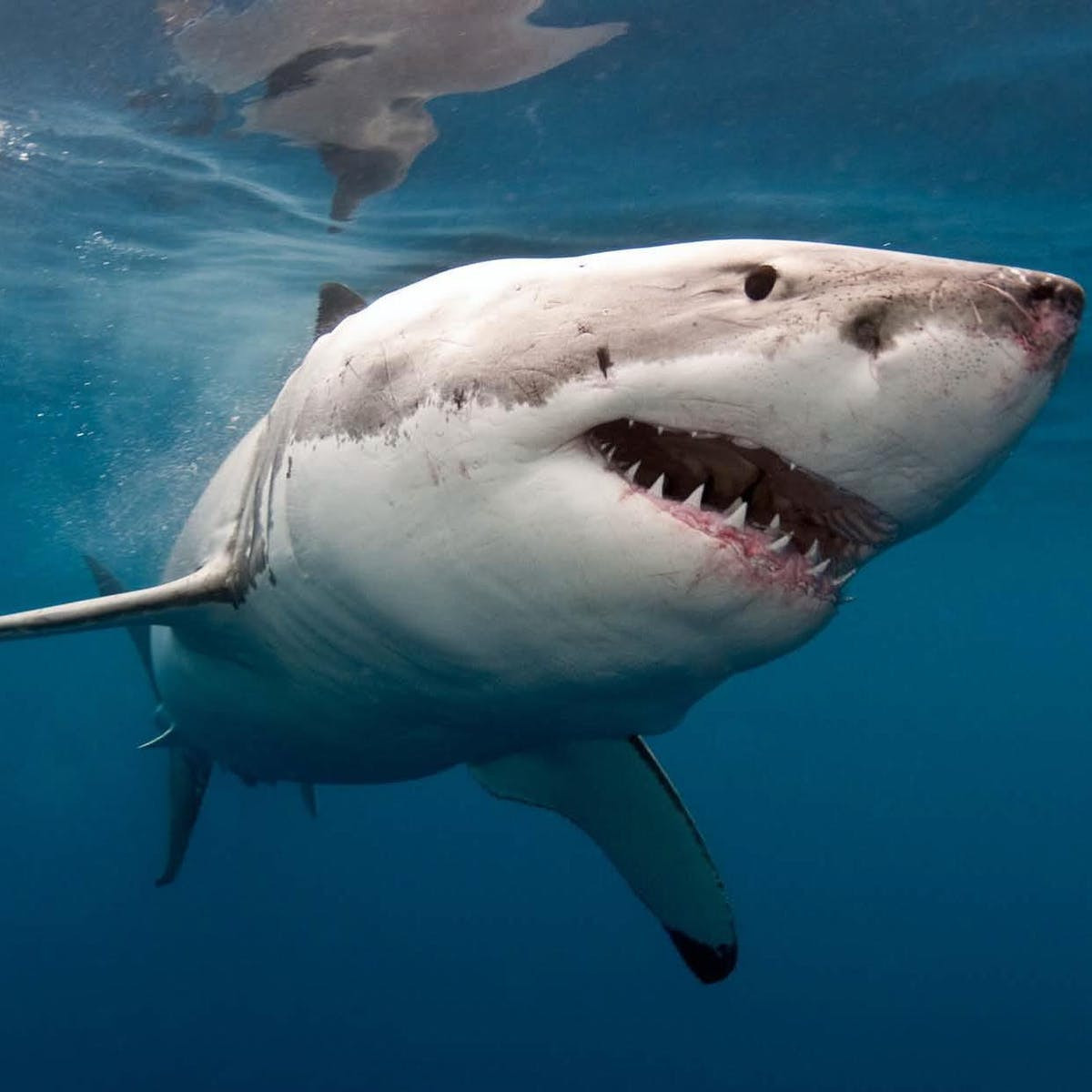 Withrow nói: “Đây thường là một hoạt động bất hợp pháp vì nó không bền vững. Nó không chỉ không tốt cho quần thể cá mập nói chung mà còn khá tàn nhẫn. Cá mập không thể bơi khi bị quăng ngược trở lại sau khi bi cắt vây, vì vậy nó sẽ bị ăn thịt bởi những kẻ săn mồi, chết vì kiệt sức hoặc cả ngạt thở vì không bơi được nữa”.