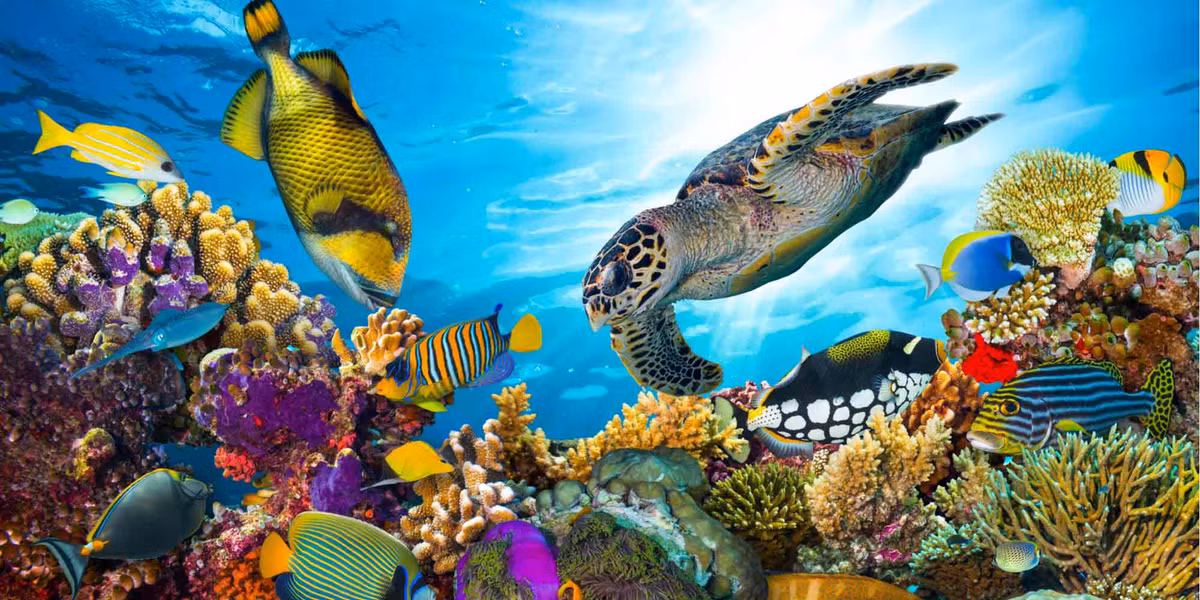 Mặc dù một số loài cá có thể bơm nước qua mang khi đang nghỉ ngơi, nhưng nhiều loài cá phải bơi liên tục để nước chảy qua mang chúng. Nếu bị mắc kẹt, chẳng hạn như mắc vào lưới đánh cá, chúng có thể bị mắc kẹt và chết ngạt, Withrow nói với tạp chí Live Science. 