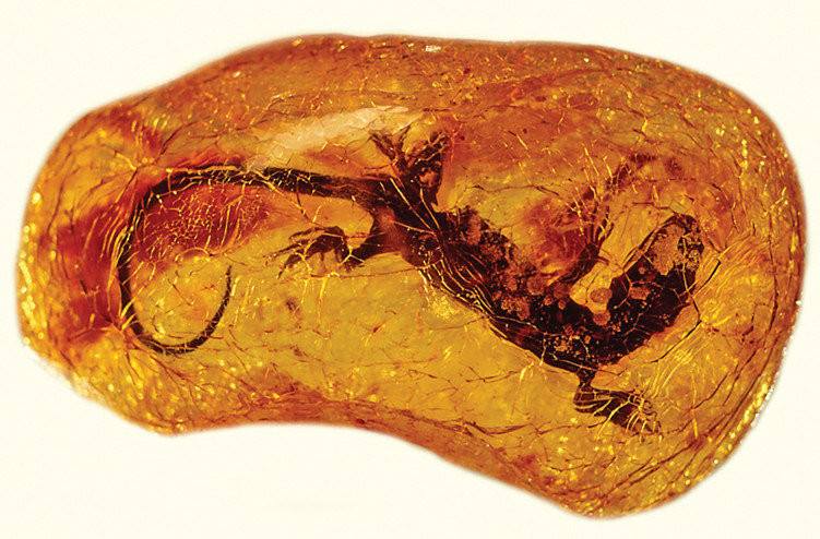 Dựa trên sự bảo tồn như vậy, Tiến sĩ Andrej Čerňanský đã tìm thấy một hóa thạch một loài thằn lằn đã được tiến hóa từ kỷ Phấn trắng. Loài thằn lằn mới được xác định được đặt tên là Retinosaurus hkamtiensis, đã bị mắc kẹt trong một lớp nhựa cây loài araucarian khoảng 110 triệu năm trước.