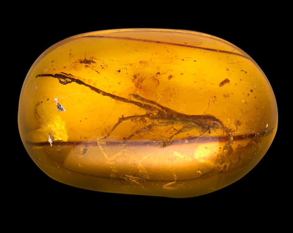 "Điều này chỉ ra một giả thuyết thú vị rằng, nhóm này hiện nay chỉ được biết đến từ Bắc và Trung Mỹ nên việc xuất hiện tại Myanmar tới nay vẫn là một bí ẩn lớn”.