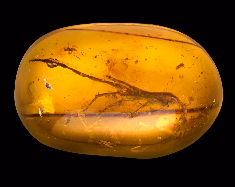 "Điều này chỉ ra một giả thuyết thú vị rằng, nhóm này hiện nay chỉ được biết đến từ Bắc và Trung Mỹ nên việc xuất hiện tại Myanmar tới nay vẫn là một bí ẩn lớn”.