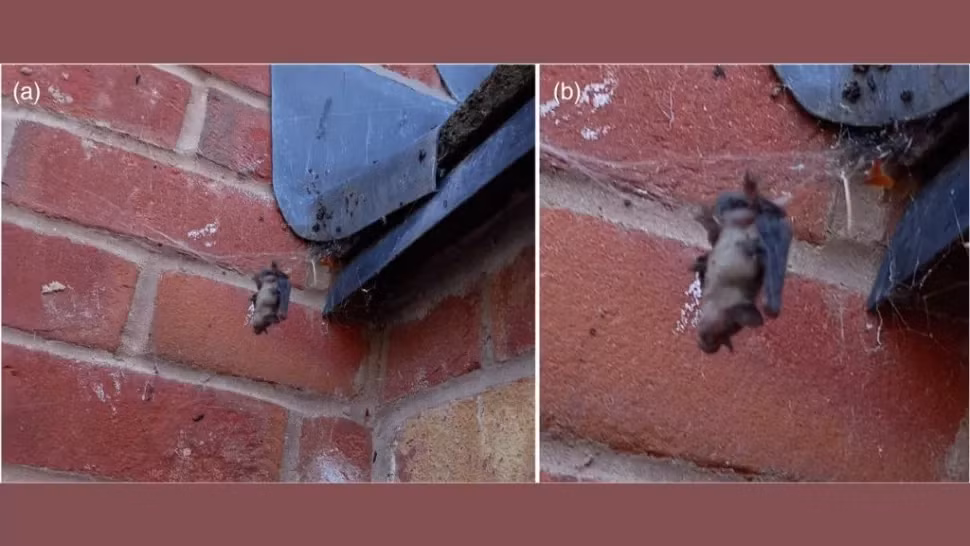 Đồng tác giả nghiên cứu Aiste Vitkauskaite: "Nhện Steatoda nobilis cũng giống như họ hàng gần của chúng có kỹ thuật bắt mồi phi thường và nọc độc cực mạnh, cho phép chúng bắt những con mồi có xương sống lớn gấp nhiều lần so với chính chúng một cách dễ dàng”.