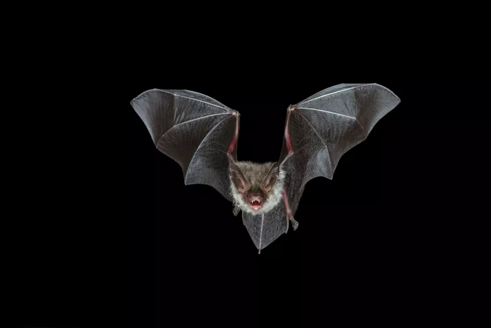 He lo su that dang kinh ngac ve dong vat an dem-Hinh-2