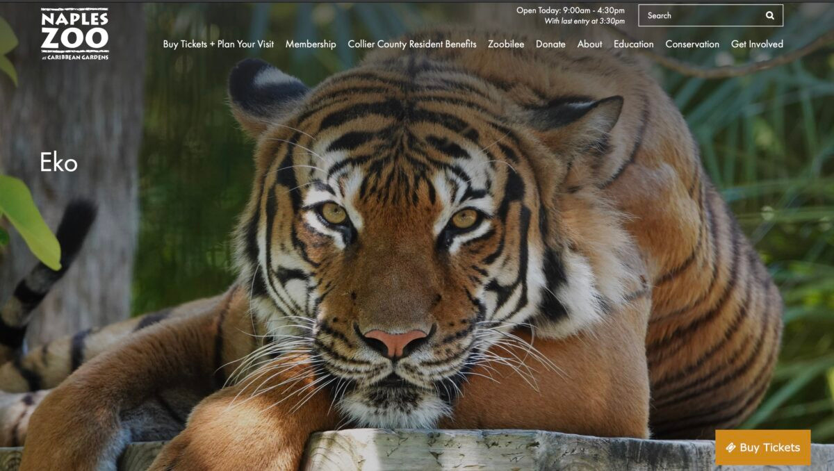 Theo đó, một thanh niên tên là River Rosenquist (26 tuổi) làm việc cho dịch vụ vệ sinh bên ngoài vườn thú Naples ở Florida bị thương nặng sau khi một con hổ Malayan 8 tuổi tên là Eko cắn tay anh ta.