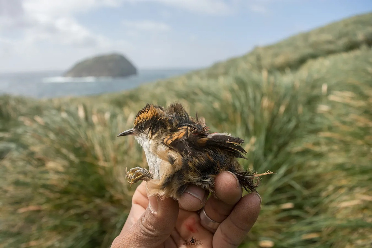 Loài này khác với rayadito đuôi gai bởi mỏ lớn hơn, đuôi ngắn hơn và khối lượng cơ thể lớn hơn.