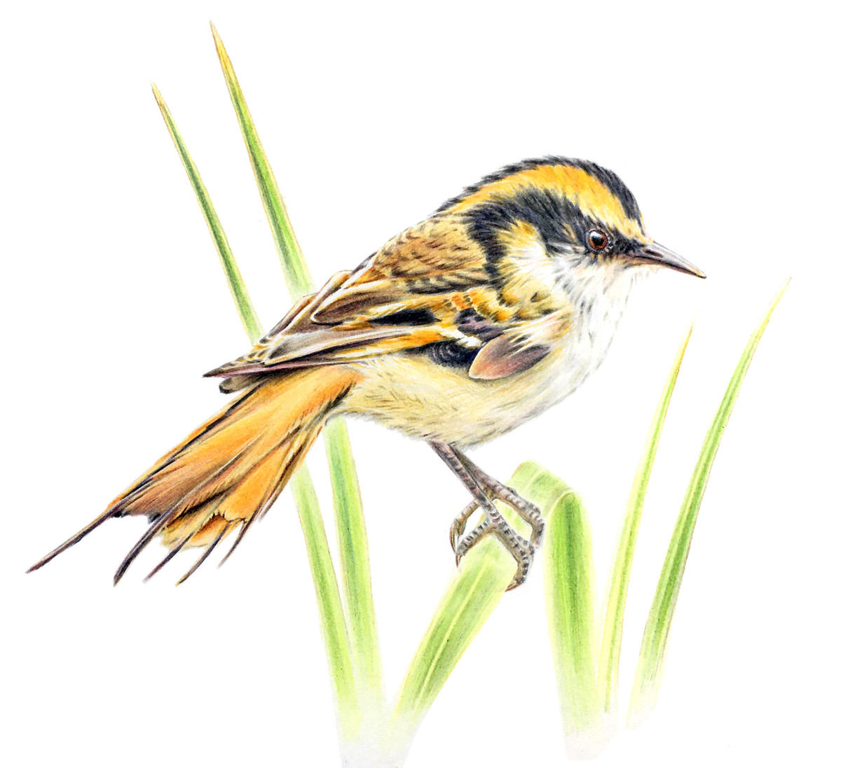 “Đảo Alejandro Selkirk chỉ có diện tích 85 km2 và là một phần của Quần đảo Juan Fernández, cách lục địa 670 km”, Tiến sĩ Ricardo Rozzi, nhà nghiên cứu tại Đại học University of Magallanes và Đại học Bắc Texas cho biết trong một tuyên bố.