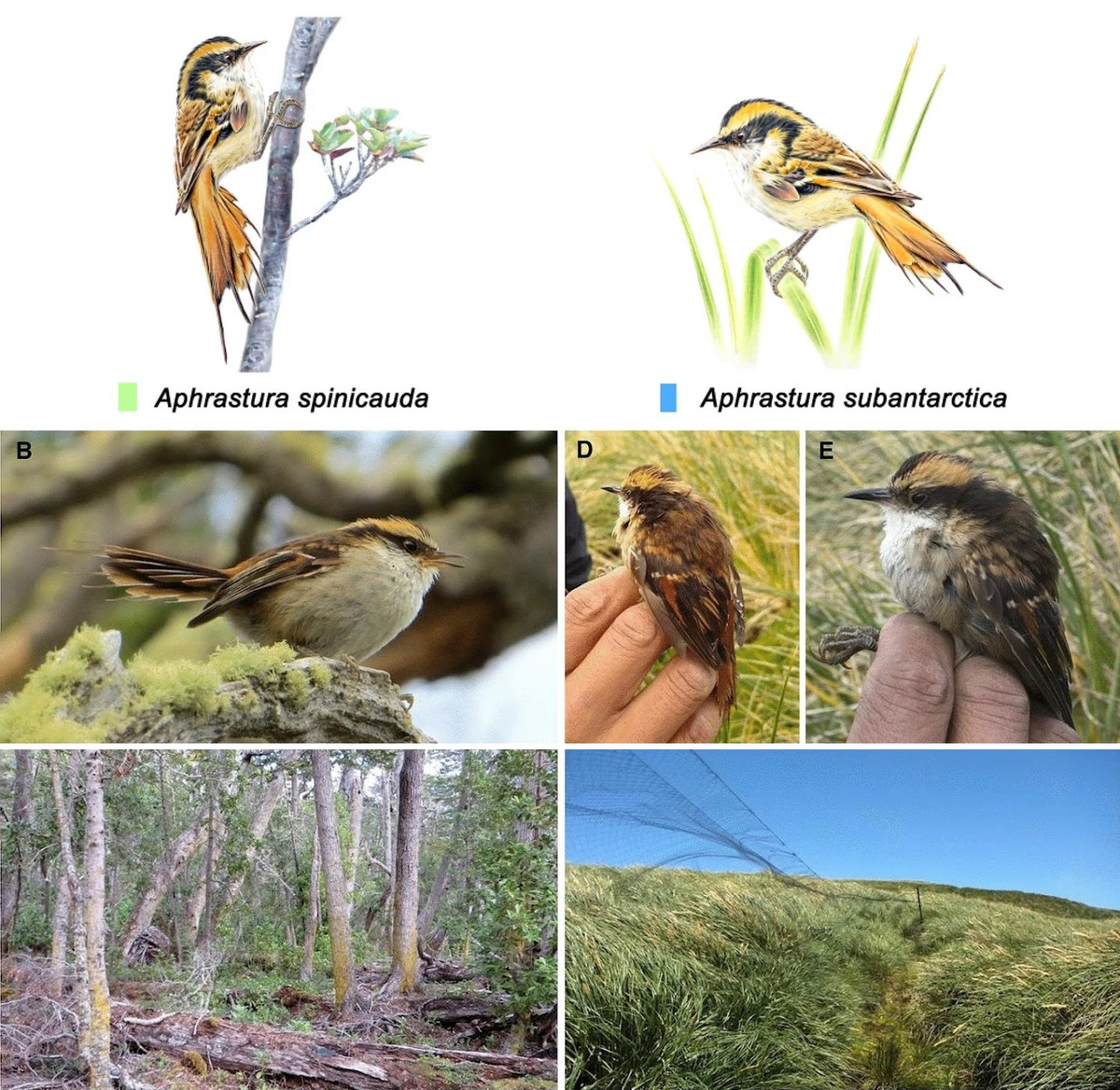 Trong nghiên cứu mới nhất, có thêm một loài mới thuộc chi Aphrastura được xác định, nó được đặt tên là rayadito cận Bắc Cực (Aphrastura subantarctica), sinh sống tại Quần đảo Diego Ramírez.