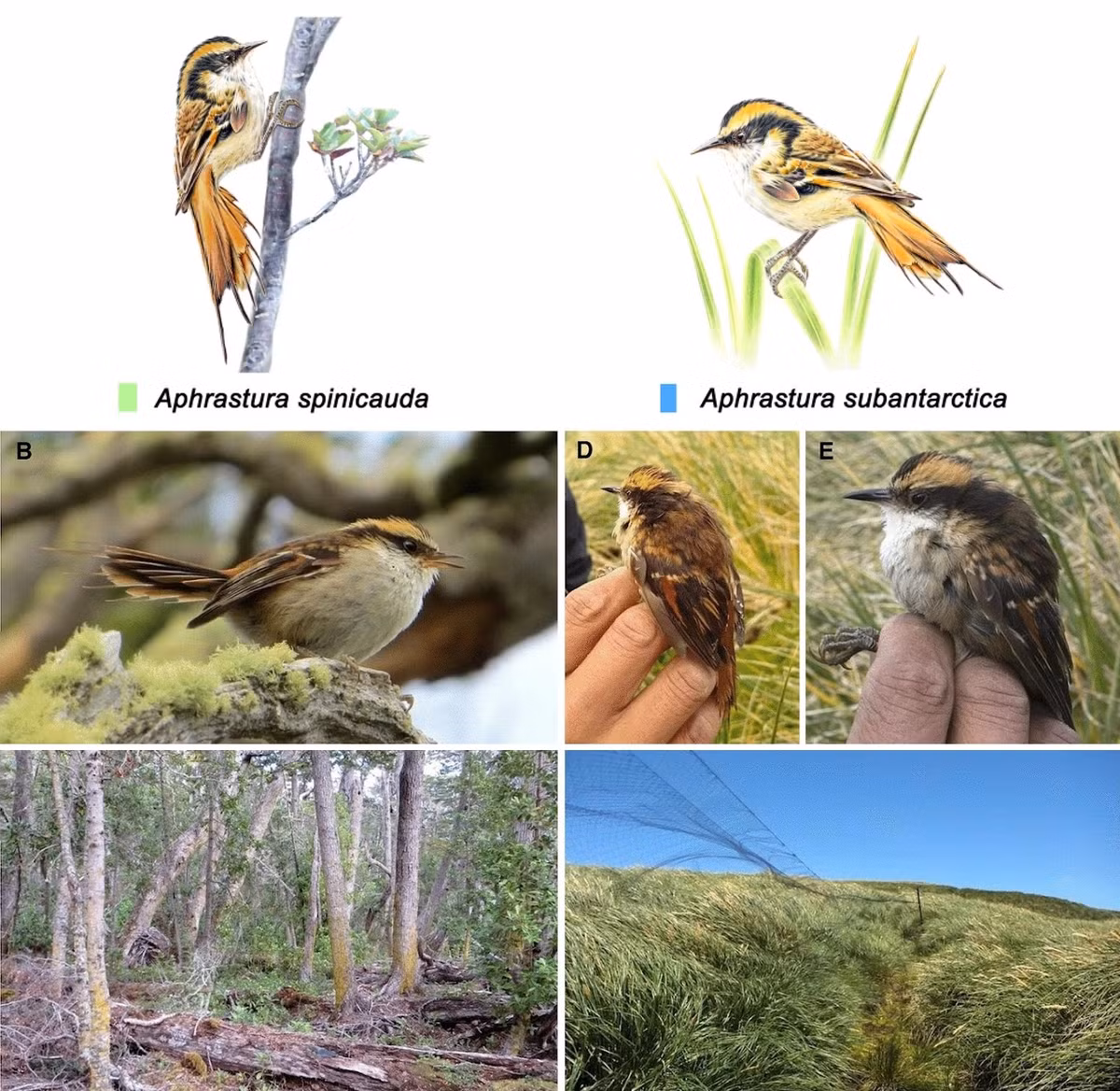 Trong nghiên cứu mới nhất, có thêm một loài mới thuộc chi Aphrastura được xác định, nó được đặt tên là rayadito cận Bắc Cực (Aphrastura subantarctica), sinh sống tại Quần đảo Diego Ramírez.