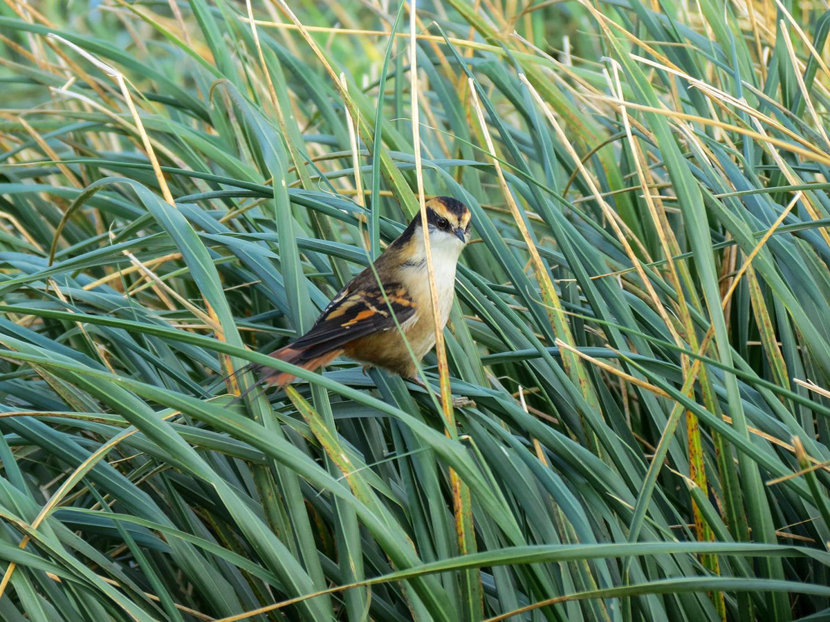 “Nó sinh sống ở các kiểu rừng rụng lá và rừng thường xanh từ bắc-trung Chile đến cực nam Chile và Argentina”.