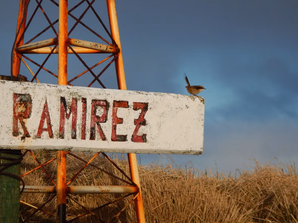 Các loài này trước đây sinh sống trong quần xã sinh vật rừng ôn đới ở lục địa Nam Mỹ, và sự phân bố của loài này chỉ giới hạn trong các khu rừng dương xỉ cây mù sương trên đảo Alejandro Selkirk.