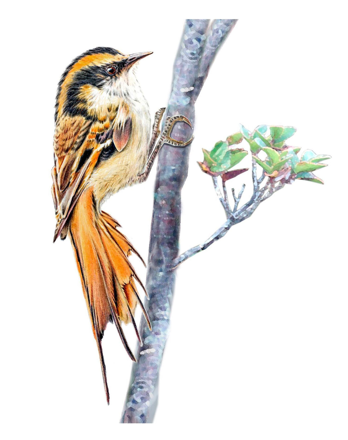 Aphrastura bao gồm hai loài đã được biết đến trước đây: rayadito đuôi gai (Aphrastura spinicauda) và Masafuera rayadito (Aphrastura masafuerae).