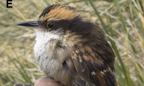 Các tác giả cho biết: “Sự khác biệt về di truyền, hình thái và sinh thái của quần thể chim rayadito cận Bắc Cực (Aphrastura subantarctica) có thể là kết quả của sự cô lập trên một hòn đảo có môi trường sống khác biệt, khiến quá trình tiến hóa đã diễn ra ở loài này”.
