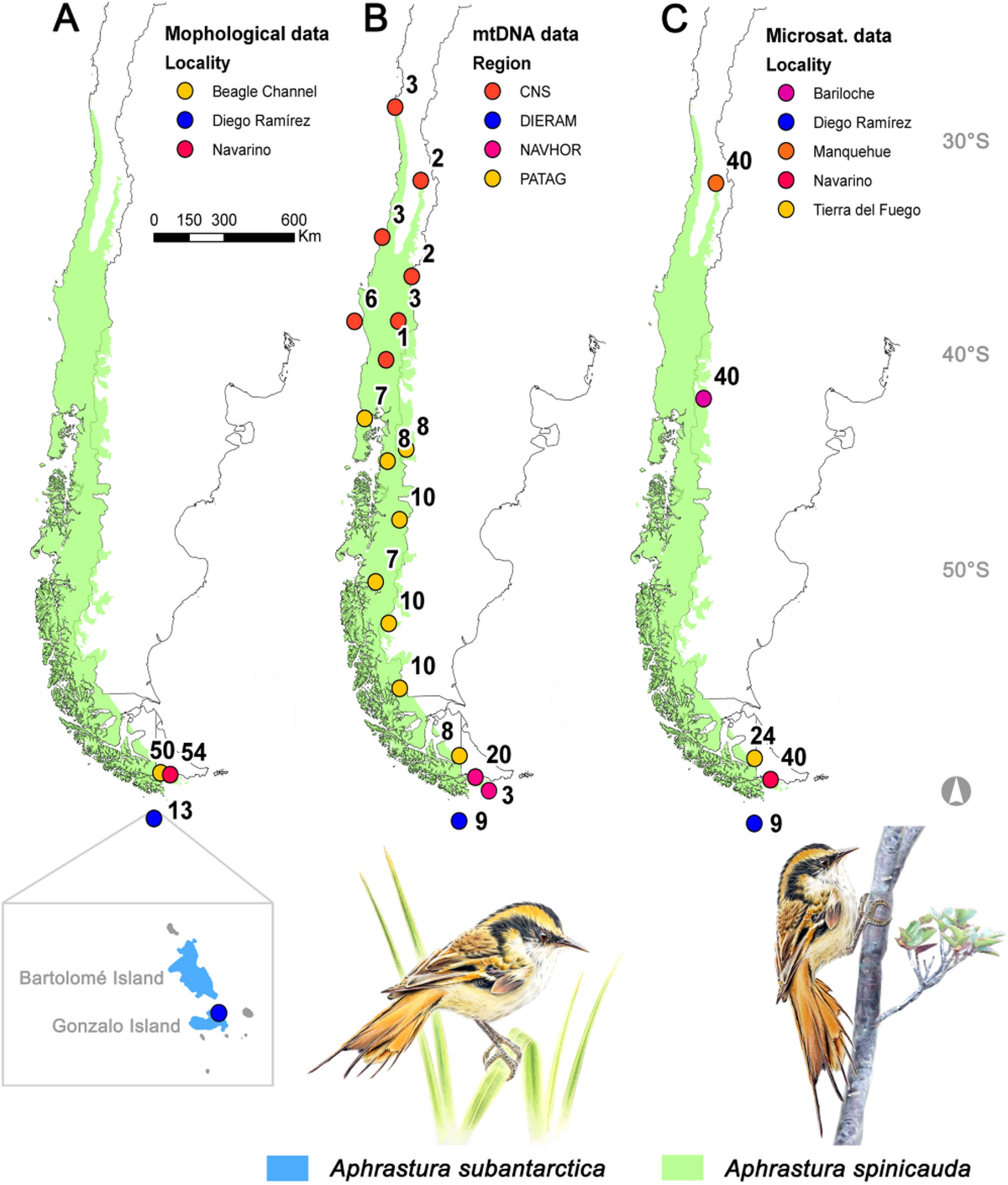 Aphrastura là một chi nhỏ thuộc các loài chim trên cạn trong họ chim sơn ca Furnariidae. Thường còn được gọi là rayaditos, loài chim này là loài đặc hữu của vùng Tây Nam Nam Mỹ.