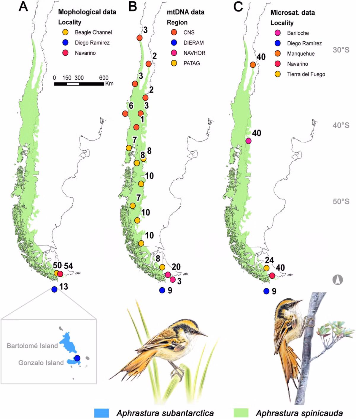 Aphrastura là một chi nhỏ thuộc các loài chim trên cạn trong họ chim sơn ca Furnariidae. Thường còn được gọi là rayaditos, loài chim này là loài đặc hữu của vùng Tây Nam Nam Mỹ.