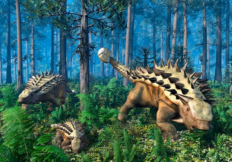 Ankylosaurs là một nhóm khủng long bọc giáp đa dạng liên quan đến loài stegosaurs nhiều hơn.