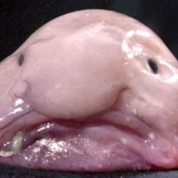 Chúng có xu hướng phát triển chiều dài khoảng 30 cm và sống ở độ sâu nước biển từ 600 đến 1.200 mét. Vẻ ngoài kỳ lạ của chúng là kết quả của việc cơ thể chúng chủ yếu bao gồm một khối sền sệt khiến cho cá có độ nổi nhẹ hơn nước một chút.