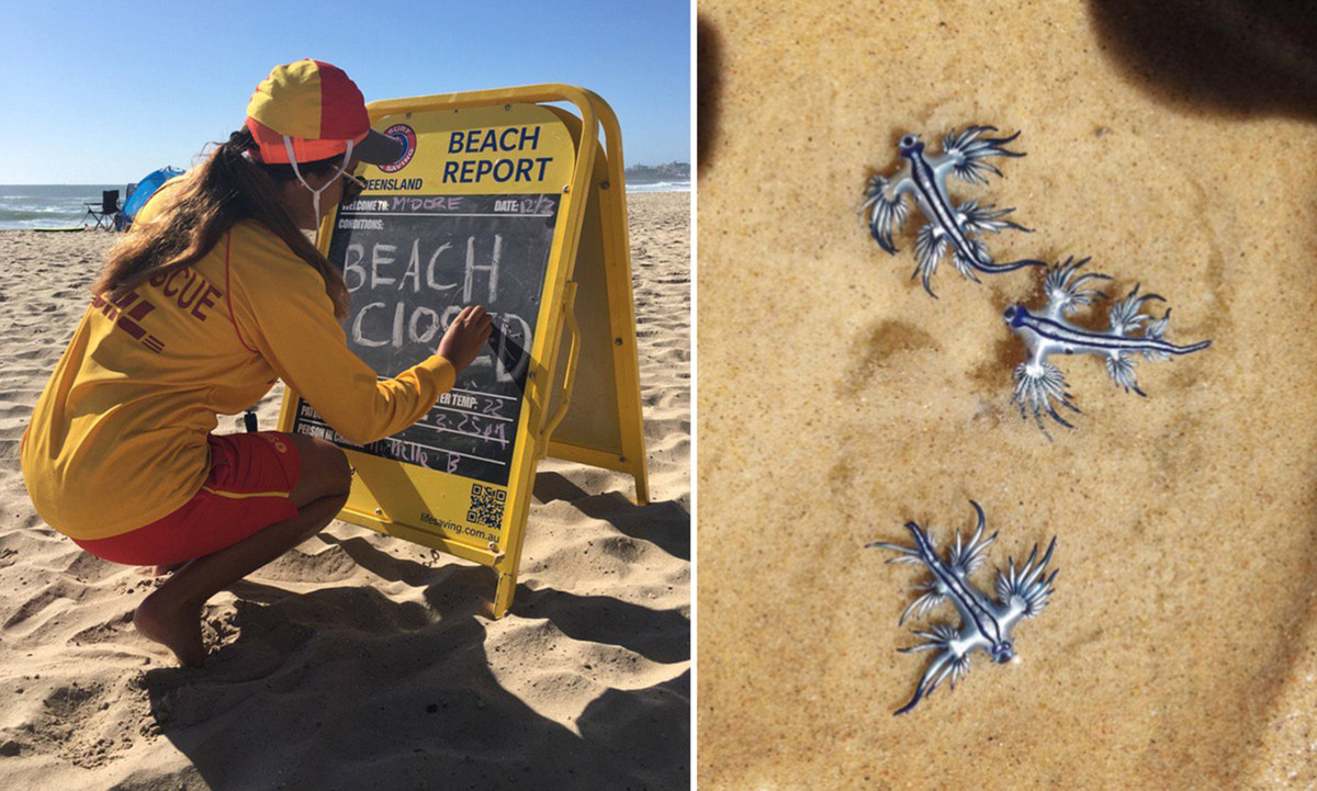 Sinh vật biển kỳ lạ đầu tiên chắc chắn là một trong những điều kỳ lạ nhất mà bạn có thể từng thấy. Được biết đến với cái tên "Thằn lằn biển Margined", động vật biển kỳ lạ này thực chất là một loài nhuyễn thể.