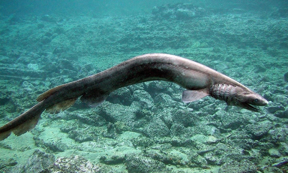 Cá mập diềm (frilled shark) bắt con mồi bằng cách uốn cong cơ thể và lao vào chúng, giống như một con rắn trên cạn. Chúng có xu hướng ăn hoàn toàn động vật thân mềm, cá nhỏ và thậm chí cả những loài cá mập nhỏ khác.