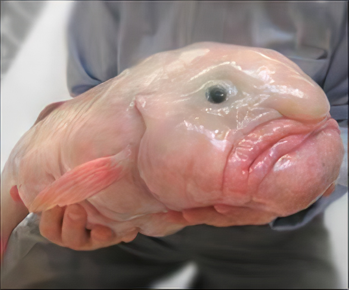 Được gọi là "Blobfish", đây được coi là một trong những loài động vật xấu xí nhất còn sống hiện nay. Không chỉ có vẻ ngoài kỳ dị mà sinh vật biển sâu này còn là một trong những sinh vật biển kỳ lạ nhất mà con người từng phát hiện ra.