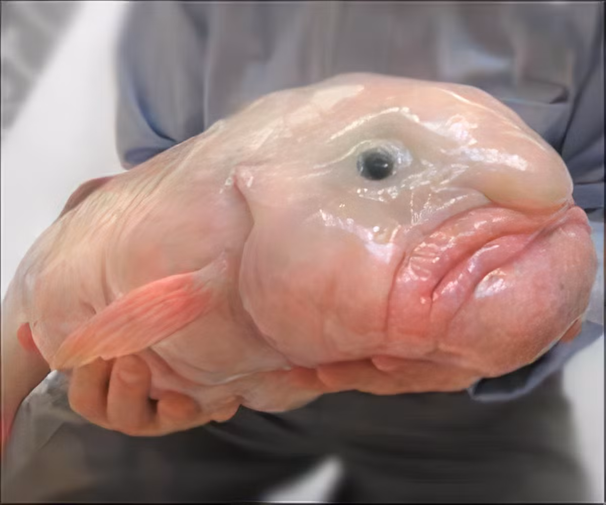 Được gọi là "Blobfish", đây được coi là một trong những loài động vật xấu xí nhất còn sống hiện nay. Không chỉ có vẻ ngoài kỳ dị mà sinh vật biển sâu này còn là một trong những sinh vật biển kỳ lạ nhất mà con người từng phát hiện ra.