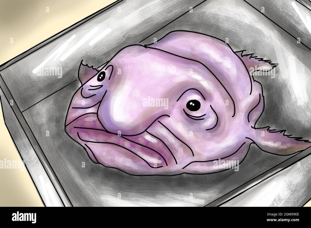 Chúng hiếm khi được nhìn thấy, nhưng đã được tìm thấy ở các vùng biển phía đông nam Australia và Tasmania. Quần thể của chúng được cho là đang bị đe dọa nghiêm trọng từ những người đánh cá, những người thỉnh thoảng vô tình bắt chúng vào lưới của họ.