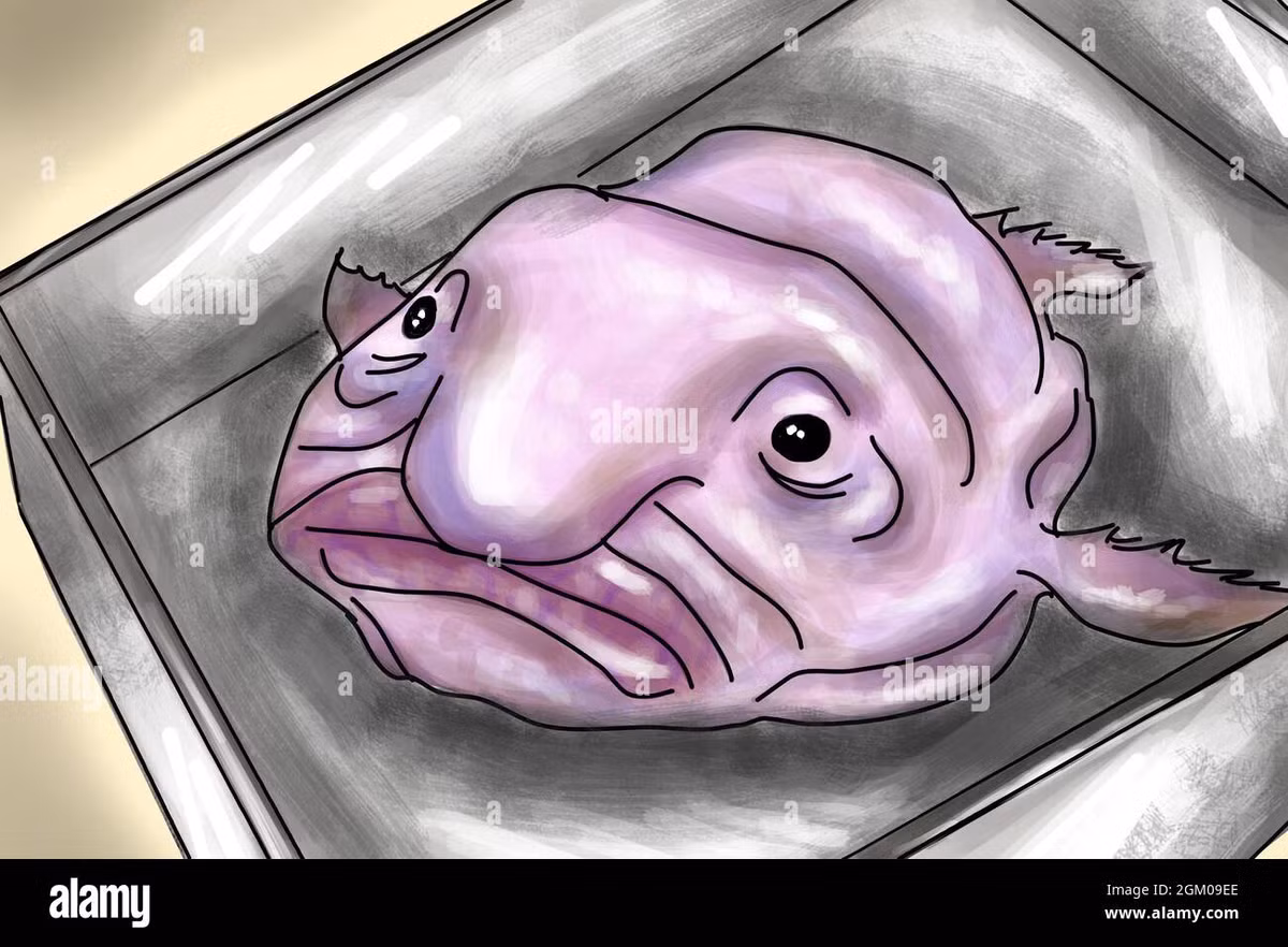 Chúng hiếm khi được nhìn thấy, nhưng đã được tìm thấy ở các vùng biển phía đông nam Australia và Tasmania. Quần thể của chúng được cho là đang bị đe dọa nghiêm trọng từ những người đánh cá, những người thỉnh thoảng vô tình bắt chúng vào lưới của họ.