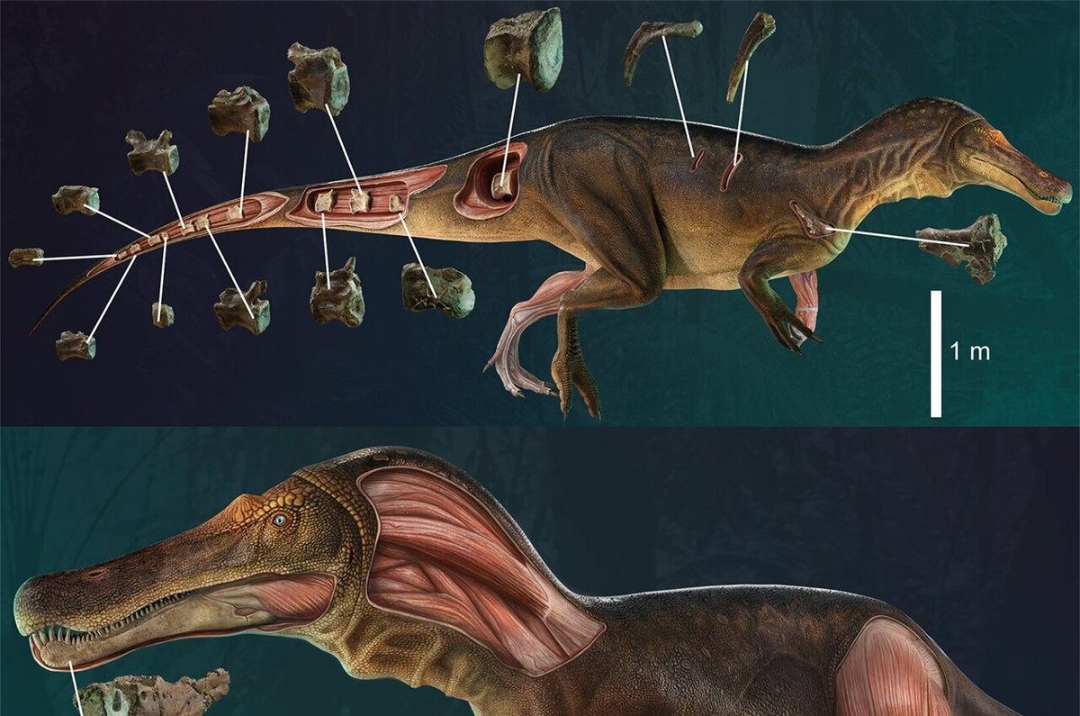 Loài Spinosaurus mới này lại có ngoại hình tương tự loài khủng long từng nổi bật trong phim Công viên kỷ Jura III. Các chuyên gia đã đặt tên cho nó là Iberospinus natarioi. 