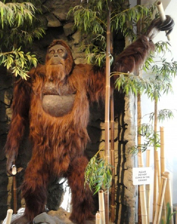 Dấu vết của Gigantopithecus Blacki được tìm thấy gần đây nhất cách khoảng 100.000 năm ở các nước châu Á. Ảnh: Một bức tượng tượng trưng về hình ảnh con vượn Gigentopithecus thời tiền sử tại Bảo tàng San Diego Men ở California. (Ảnh: Wikimedia Commons)
