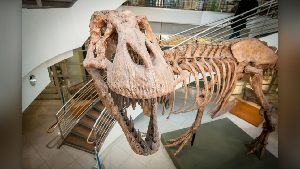 Có tới 2,5 tỷ cá thể khủng long T. rex đã tồn tại trong 2,5 triệu năm cuối cùng của kỷ Phấn trắng (145 triệu đến 66 triệu năm trước), trước khi tiểu hành tinh giết khủng long va chạm với Trái đất. Các nhà nghiên cứu đã xem xét tất cả các loại yếu tố để xác định con số này, bao gồm mật độ dân số của vua khủng long, kích thước môi trường sống, thời gian thế hệ và tổng số thế hệ, theo một nghiên cứu được công bố vào tháng 4 trên tạp chí Science. Đó là con số rất nhiều, đặc biệt khi xem xét rằng khoa học hiện nay chỉ biết đến ít hơn 100 cá thể T. rex hóa thạch.