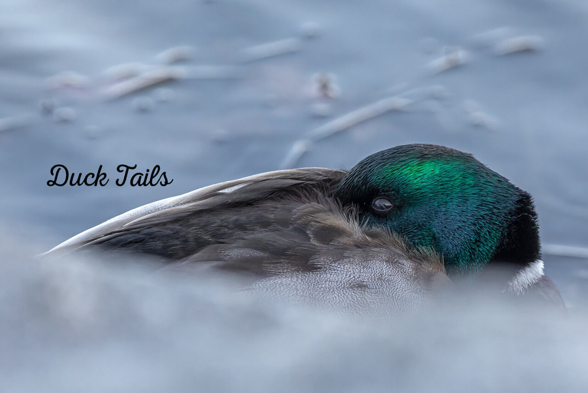 Nachiketh Sharma nói: “Nhiều lần, chúng tôi cũng xúc động khi xem cái này. Trong kịch bản này, "là một con người, bạn có thể thấy rõ ràng một số hành vi đau buồn. Nhưng tôi không biết liệu chúng ta có thể gọi nó là đau buồn ở giới động vật hay chưa”.