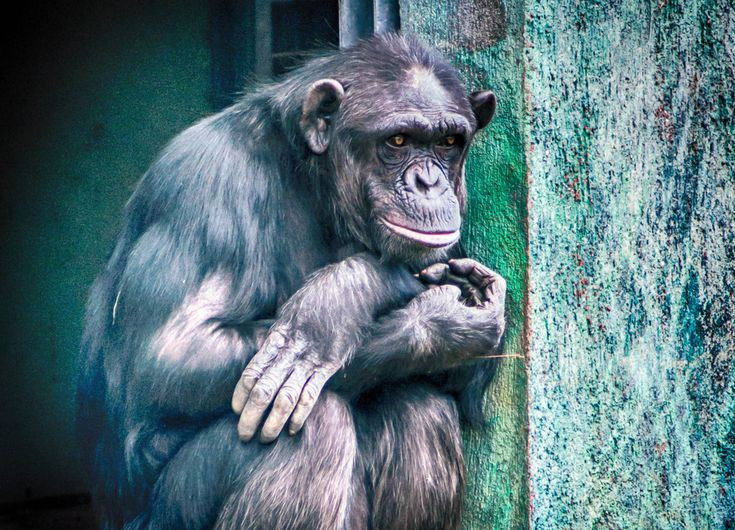 Nó hiếm khi ăn, và đến cuối tuần thứ ba đã giảm hơn một phần ba trọng lượng của mình. Sau đó, một tháng sau khi mẹ nó qua đời, thì Flint tiều tụy cũng đã qua đời theo.