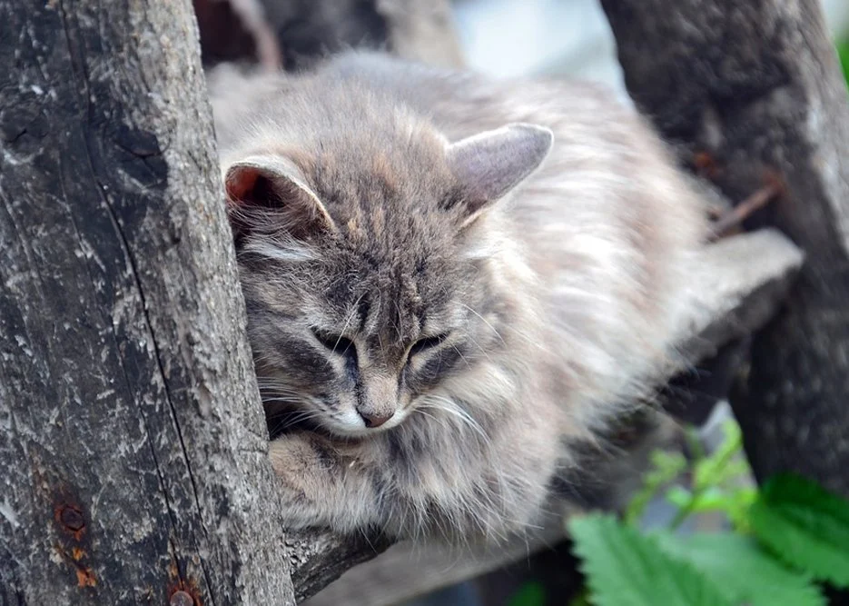 Các nhà nghiên cứu đã ghi lại hàng chục lời kể về những hành vi kỳ lạ và đau lòng như thế này trên khắp vương quốc động vật, khi họ hàng hoặc bạn đồng hành của một con vật chết. Những hành vi này đặt ra một câu hỏi hấp dẫn: Động vật có đau buồn và thương tiếc khi thành viên thân cận mất đi như con người không?