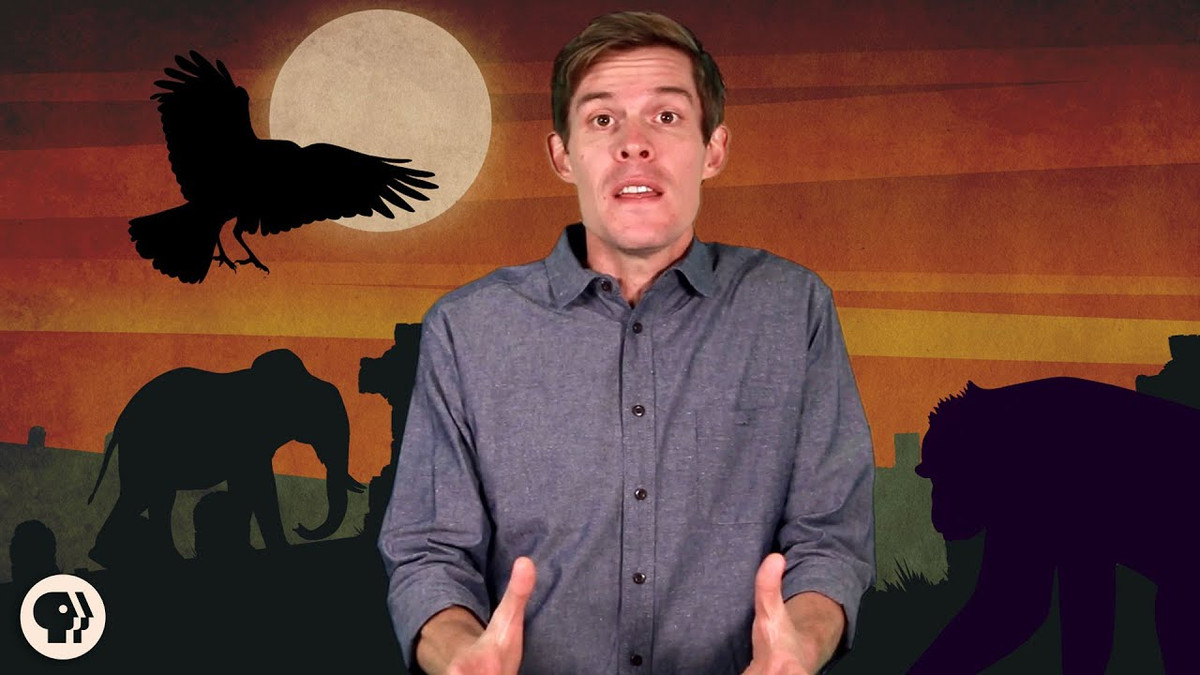 Sự kiện này đã khởi động cuộc điều tra của Uccheddu về các hành vi liên quan đến cái chết ở chó, kết quả là nghiên cứu đầu tiên ghi lại một loạt các hành vi giống như đau buồn ở những con vật này khi bạn đồng hành của chúng chết - bao gồm ngủ nhiều hơn, cũng như ăn và chơi ít hơn.