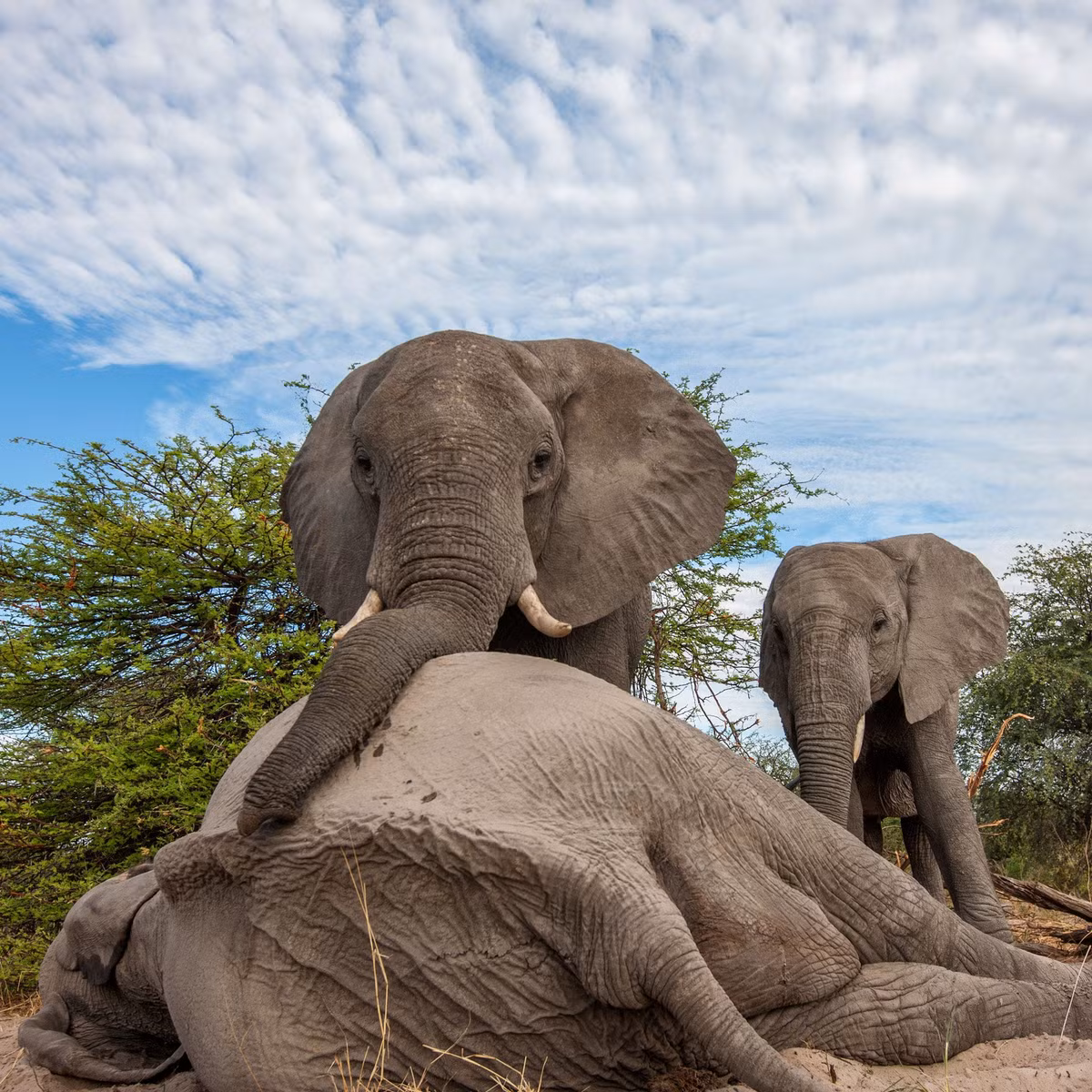 Voi châu Á ( Elephants maximus ) thể hiện những hành vi kỳ lạ. Vào năm 2013, nhà sinh vật học về voi Sanjeeta Pokharel đã tìm thấy một con voi châu Á đã chết trên một bờ sông ở Ấn Độ, tại một nơi không có thảm thực vật. Mặc dù vậy, thi thể được bao quanh một cách bí ẩn bởi "rất nhiều cành, cây, lá và mọi thứ”. Điều đó cho thấy rằng, những thứ này có thể đã được mang đến phủ lên xác con vật", Pokharel nói với Live Science, người có trụ sở hoạt động tại Đại học Kyoto, Nhật Bản, và người sau này đã mô tả sự kiện trong một nghiên cứu năm 2019 trên tạp chí Primate.