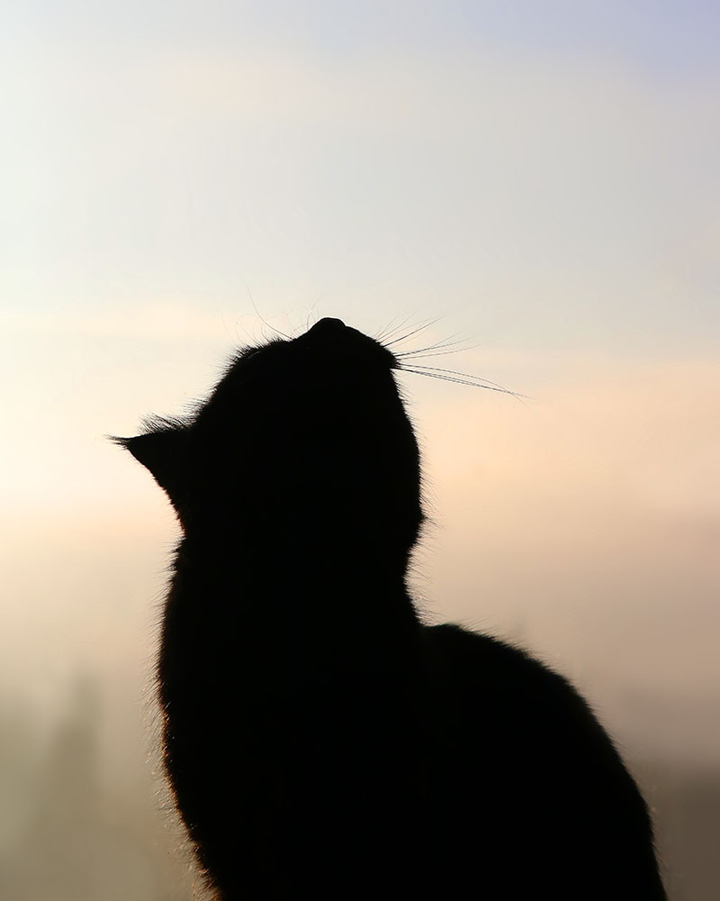 Cũng đúng khi những hành vi này có thể được gán cho nhiều thứ khác: tò mò, bối rối, căng thẳng hoặc sợ hãi. Điều này đặc biệt xảy ra đối với những loài mà phản ứng với cái chết kỳ lạ hơn một chút.