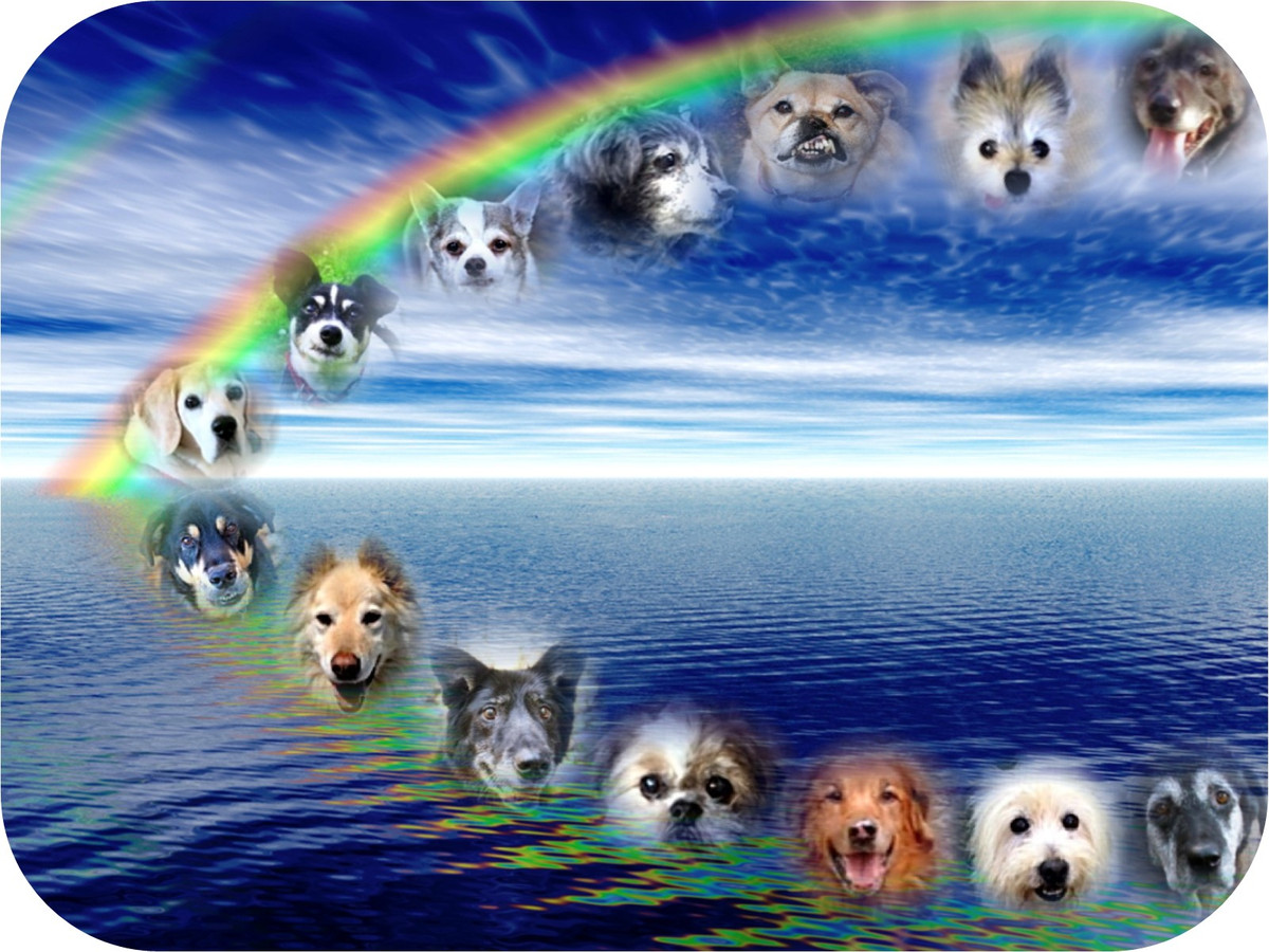 Stefania Uccheddu, một bác sĩ thú y và nhà nghiên cứu tại Phòng thí nghiệm Thú y San Marco ở Ý, đã nhớ lại một trường hợp cách đây vài năm khi một con chó đến trung tâm của cô điều trị vì không chịu ăn. "Các đồng nghiệp của tôi đã lấy mẫu máu, họ kiểm tra tim - mọi thứ đều ổn. Không có lý do gì để giải thích tại sao con chó không ăn nữa", Uccheddu nói với Live Science. "Sự khác biệt duy nhất là anh của nó đã chết một tuần trước đó”.