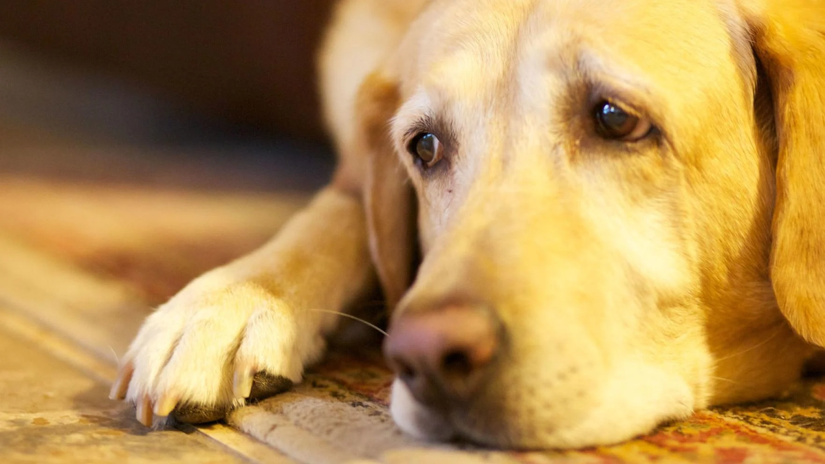 Hoặc một con hươu cao cổ Kenya ( Giraffa camelopardalis rothschildi) đứng canh giữ xác con hươu con đã chết của mình ngay cả khi nó đã bị đàn linh cẩu tàn phá.